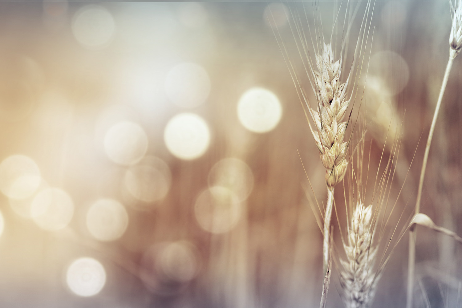 Eating Disorders Body Image Sarah Dochow Therapy